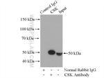 CSK Antibody in Immunoprecipitation (IP)
