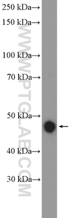 CSK Antibody in Western Blot (WB)