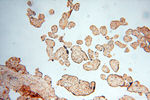 ATP6V1F Antibody in Immunohistochemistry (Paraffin) (IHC (P))