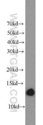 ATP6V1F Antibody in Western Blot (WB)