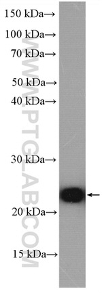 BLVRB Antibody in Western Blot (WB)