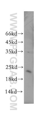 YPEL1 Antibody in Western Blot (WB)