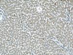 GRAF Antibody in Immunohistochemistry (Paraffin) (IHC (P))