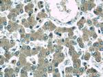 GRAF Antibody in Immunohistochemistry (Paraffin) (IHC (P))