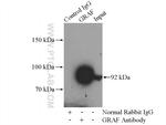 GRAF Antibody in Immunoprecipitation (IP)