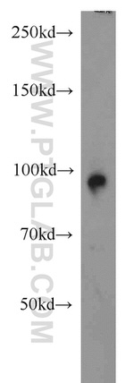 GRAF Antibody in Western Blot (WB)