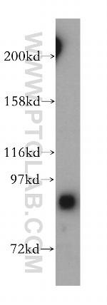 GRAF Antibody in Western Blot (WB)