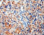 LSG1 Antibody in Immunohistochemistry (Paraffin) (IHC (P))