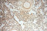 LSG1 Antibody in Immunohistochemistry (Paraffin) (IHC (P))