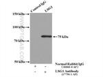 LSG1 Antibody in Immunoprecipitation (IP)