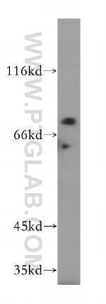 LSG1 Antibody in Western Blot (WB)