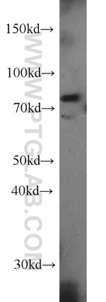 LSG1 Antibody in Western Blot (WB)