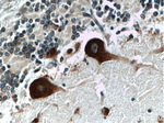 NUFIP2 Antibody in Immunohistochemistry (Paraffin) (IHC (P))