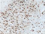 NUFIP2 Antibody in Immunohistochemistry (Paraffin) (IHC (P))