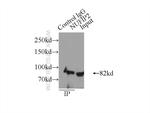 NUFIP2 Antibody in Immunoprecipitation (IP)