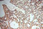 RANBP9 Antibody in Immunohistochemistry (Paraffin) (IHC (P))