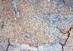 RANBP9 Antibody in Immunohistochemistry (Paraffin) (IHC (P))