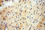 RANBP9 Antibody in Immunohistochemistry (Paraffin) (IHC (P))