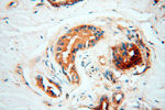 RANBP9 Antibody in Immunohistochemistry (Paraffin) (IHC (P))