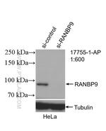 RANBP9 Antibody in Western Blot (WB)