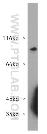 SPIRE2 Antibody in Western Blot (WB)