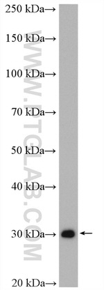 DCK Antibody in Western Blot (WB)