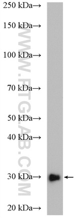 DCK Antibody in Western Blot (WB)