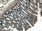 GM-CSF Antibody in Immunohistochemistry (Paraffin) (IHC (P))