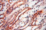 GM-CSF Antibody in Immunohistochemistry (Paraffin) (IHC (P))