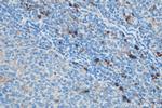 GM-CSF Antibody in Immunohistochemistry (Paraffin) (IHC (P))