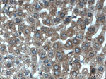 POFUT2 Antibody in Immunohistochemistry (Paraffin) (IHC (P))