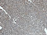 POFUT2 Antibody in Immunohistochemistry (Paraffin) (IHC (P))