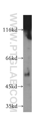 POFUT2 Antibody in Western Blot (WB)