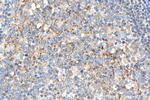 TLR3 Antibody in Immunohistochemistry (Paraffin) (IHC (P))