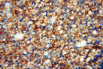 USP38 Antibody in Immunohistochemistry (Paraffin) (IHC (P))