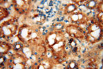 USP38 Antibody in Immunohistochemistry (Paraffin) (IHC (P))