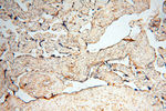 USP38 Antibody in Immunohistochemistry (Paraffin) (IHC (P))