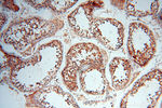 USP38 Antibody in Immunohistochemistry (Paraffin) (IHC (P))