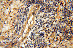 USP38 Antibody in Immunohistochemistry (Paraffin) (IHC (P))