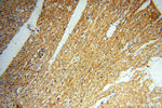 USP38 Antibody in Immunohistochemistry (Paraffin) (IHC (P))