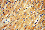 USP38 Antibody in Immunohistochemistry (Paraffin) (IHC (P))