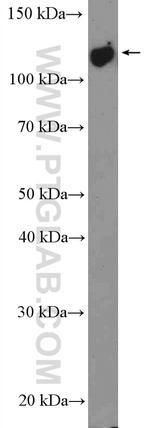 USP38 Antibody in Western Blot (WB)