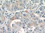 BMP9 Antibody in Immunohistochemistry (Paraffin) (IHC (P))