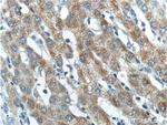 BMP9 Antibody in Immunohistochemistry (Paraffin) (IHC (P))