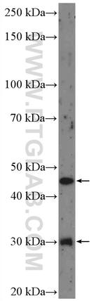 BMP9 Antibody in Western Blot (WB)