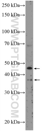 BMP9 Antibody in Western Blot (WB)