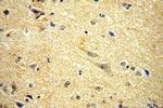 PDE7B Antibody in Immunohistochemistry (Paraffin) (IHC (P))