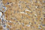 VPS16 Antibody in Immunohistochemistry (Paraffin) (IHC (P))