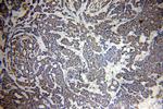 ORC6 Antibody in Immunohistochemistry (Paraffin) (IHC (P))