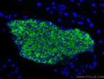 Synaptophysin Antibody in Immunohistochemistry (PFA fixed) (IHC (PFA))